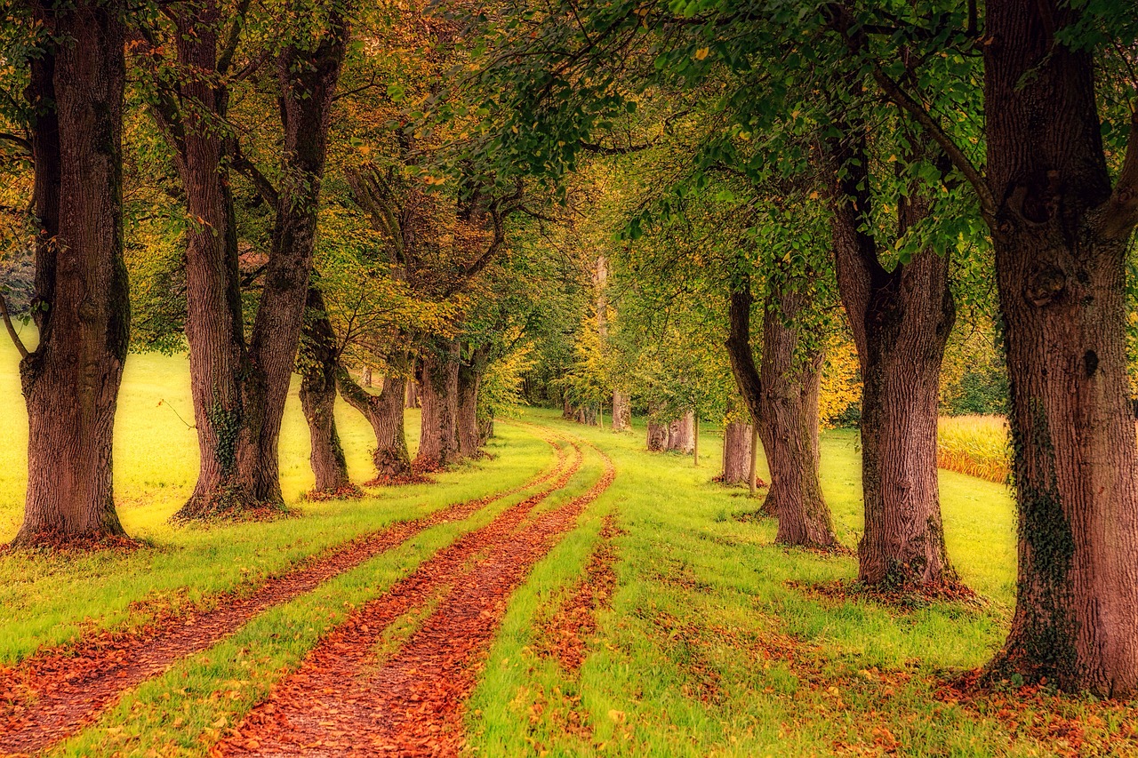 The Impact of Bike Lanes on Urban Sustainability